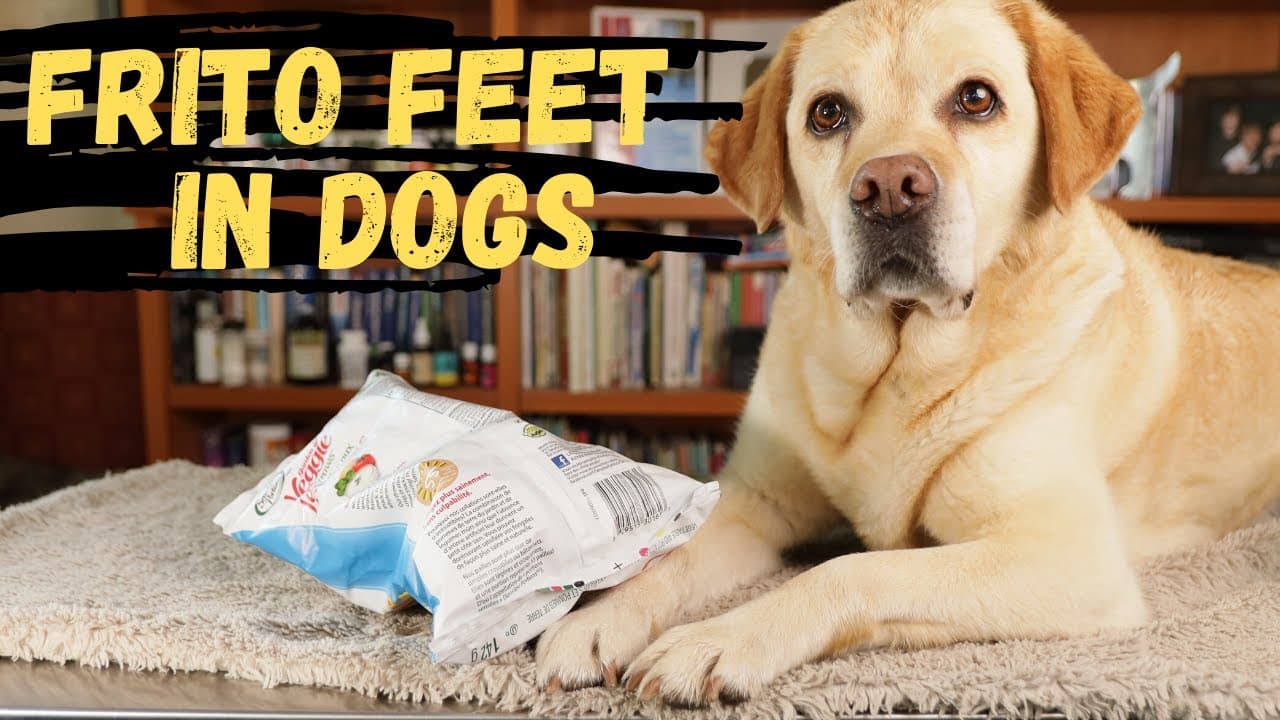 Video thumbnail about why do dog paws smell like fritos