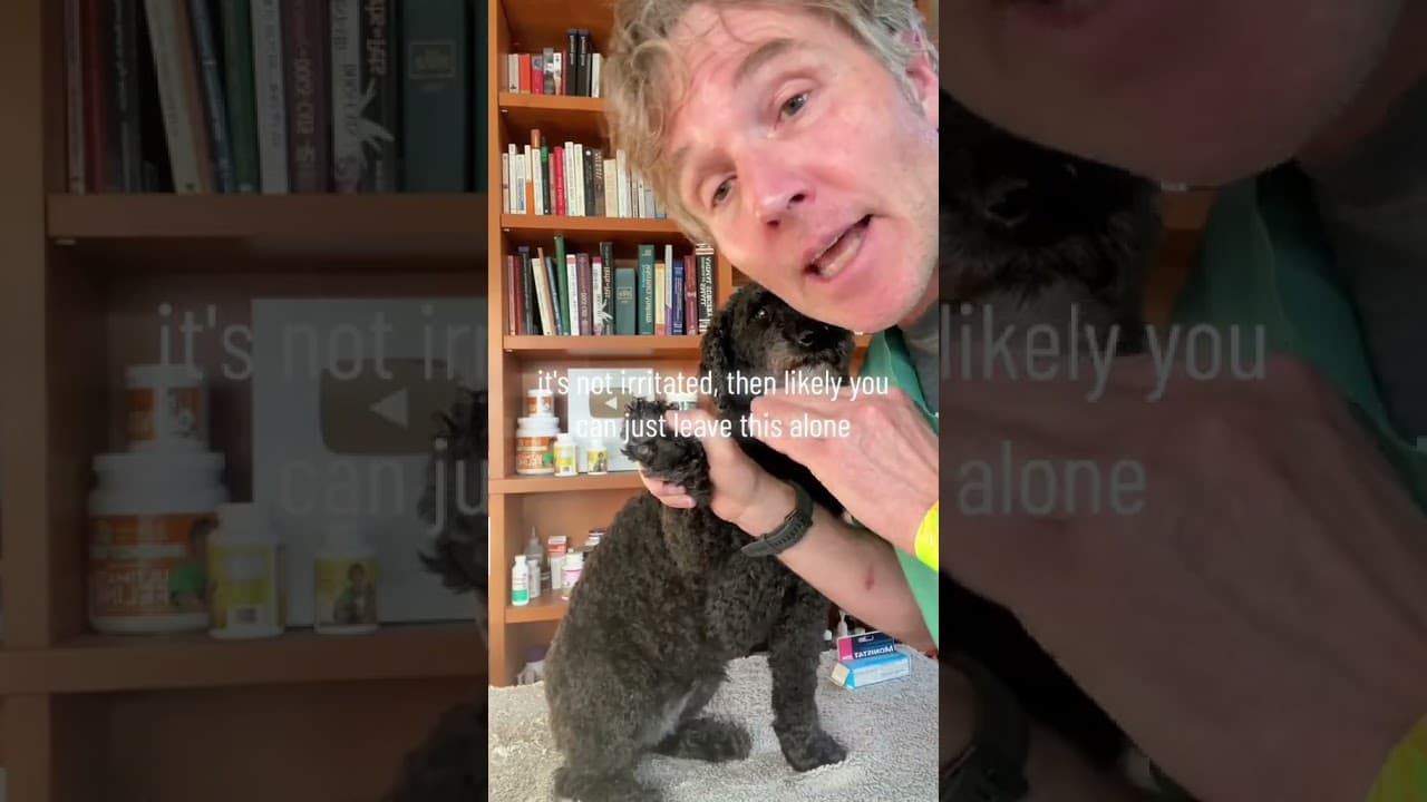 Video thumbnail about why does my dog smell like corn chips